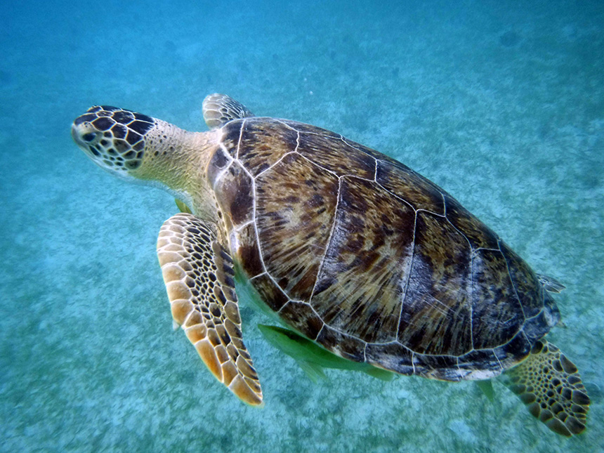 turtle St John US Virgin Islands
